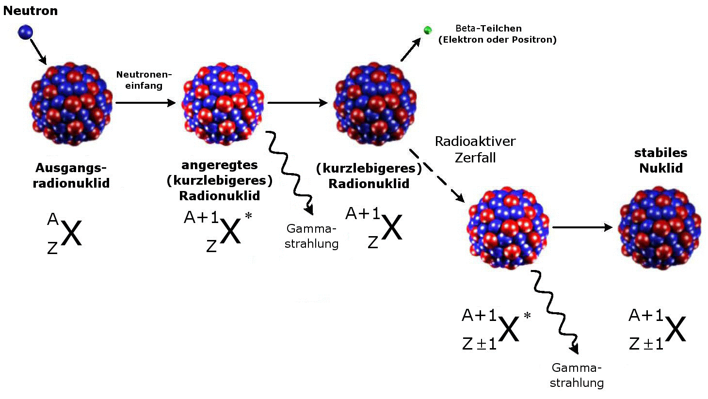Beispiel einer Transmutation durch Neutroneneinfang und anschliessenden Beta-Zerfall in kurzlebigere oder stabile Nuklide (Abbildung ver&auml;ndert nach [1])